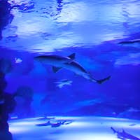 Antalya Aquarium & Museo delle Cere Face 2 Face
